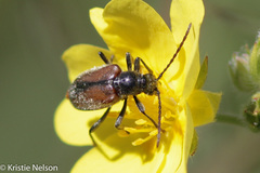 Brachysomida californica