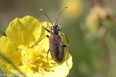 Brachysomida californica