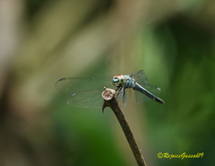 Brachydiplax sobrina