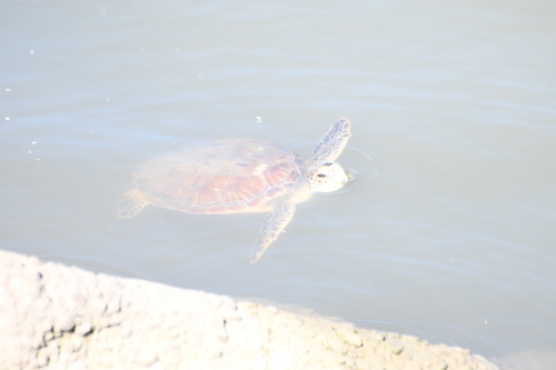 Green Sea Turtle photographed in Delaware