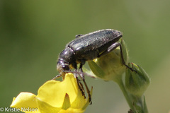 Brachysomida californica