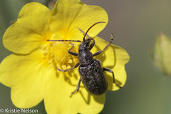 Brachysomida californica