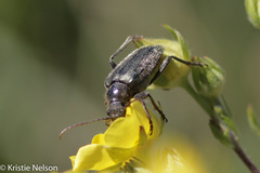 Brachysomida californica