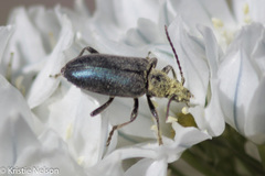 Brachysomida californica