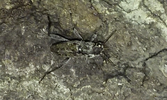 Xylotrechus nauticus