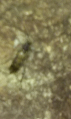 Xylotrechus nauticus