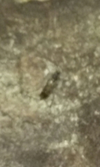 Xylotrechus nauticus