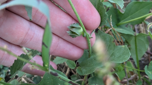 Image of Malvastrum aurantiacum by (c) Joseph Aubert, some rights reserved (CC BY)
