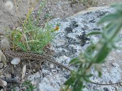 Podarcis siculus