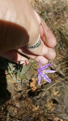 Brodiaea leptandra