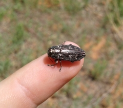 Chrysobothris femorata