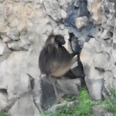 Theropithecus gelada