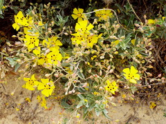 Cistus halimifolius