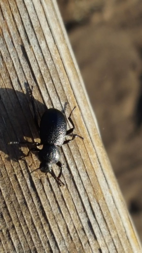 Eleodes spilmani