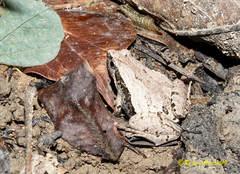 Microhyla mymensinghensis