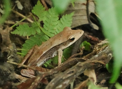 Clinotarsus alticola