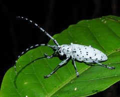 Pseudonemophas versteegii