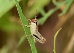 Melanoplus keeleri