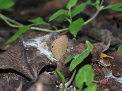 Jamides bochus formosanus