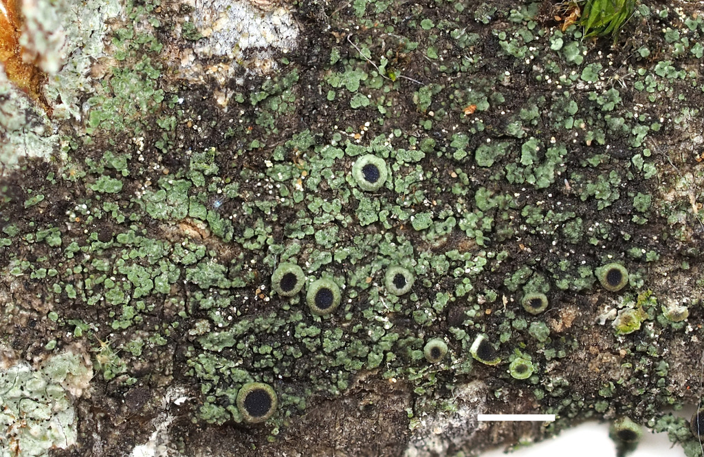 Rinodina badiexcipula