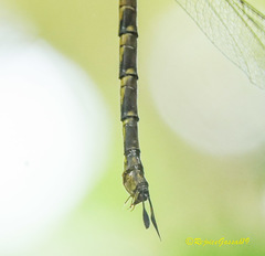 Gynacantha dravida