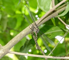 Gynacantha dravida