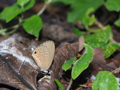 Jamides bochus formosanus