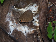 Jamides bochus formosanus