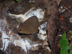 Jamides bochus formosanus