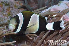 Amphiprion latezonatus