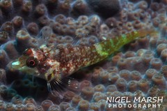 Enneapterygius similis