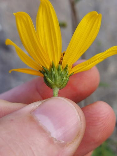 Image of Helianthus occidentalis by no rights reserved