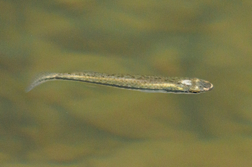 Blackstripe Topminnow