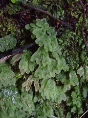 Symphyogyna hymenophyllum