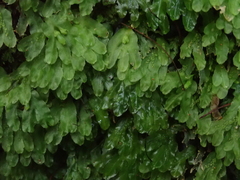 Symphyogyna hymenophyllum