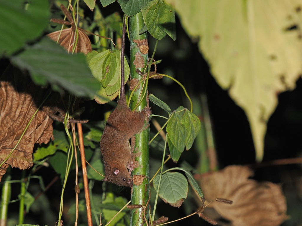 Burnished Enggano Rat