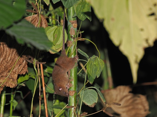 Burnished Enggano Rat