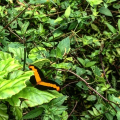 Catonephele mexicana