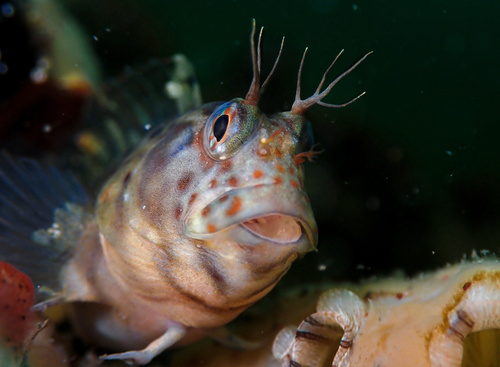 Mussel blenny (Hypsoblennius jenkinsi) — Blenniidae — 3