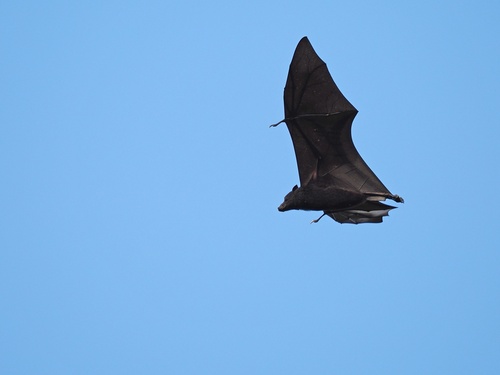 Pteropus melanotus