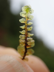 Scapania undulata