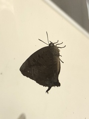 Arhopala bazalus