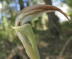 Pterostylis baptistii