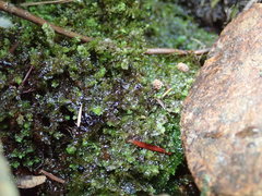 Scapania undulata