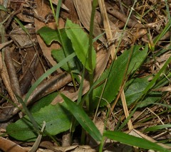 Pterostylis baptistii