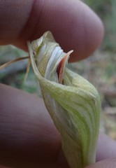 Pterostylis baptistii