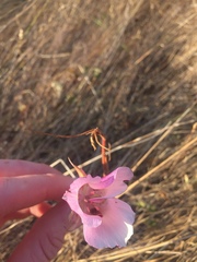 Calochortus argillosus