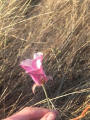 Calochortus argillosus