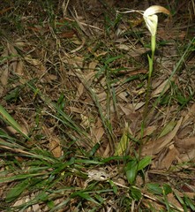 Pterostylis baptistii