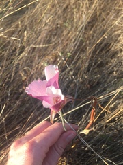 Calochortus argillosus